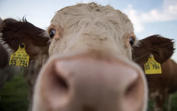 The 2022 French 4G Antenna Controversy: Health Concerns for Cows