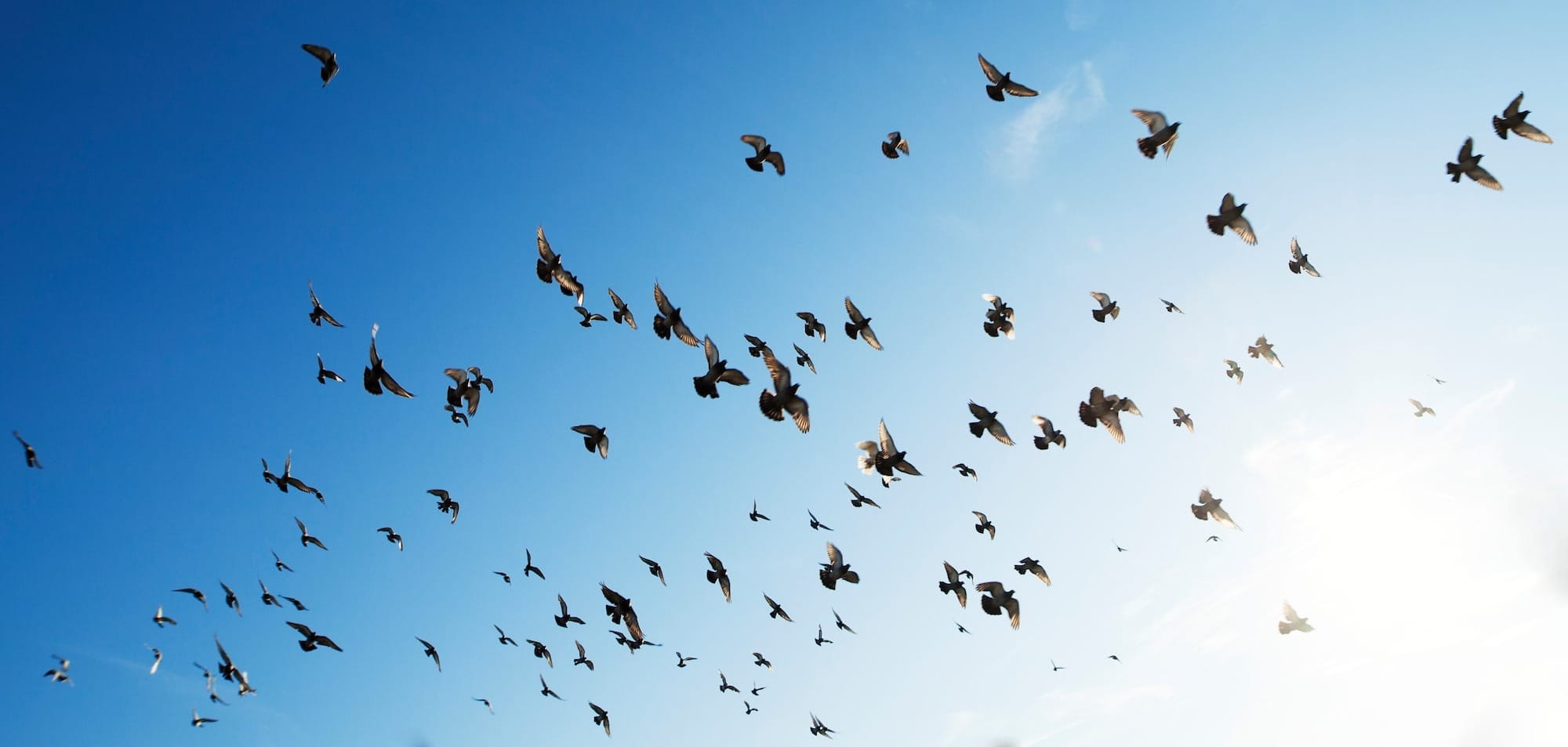 Section 702 and Its Alignment with the Five Eyes, Nine Eyes, and Fourteen Eyes Alliances