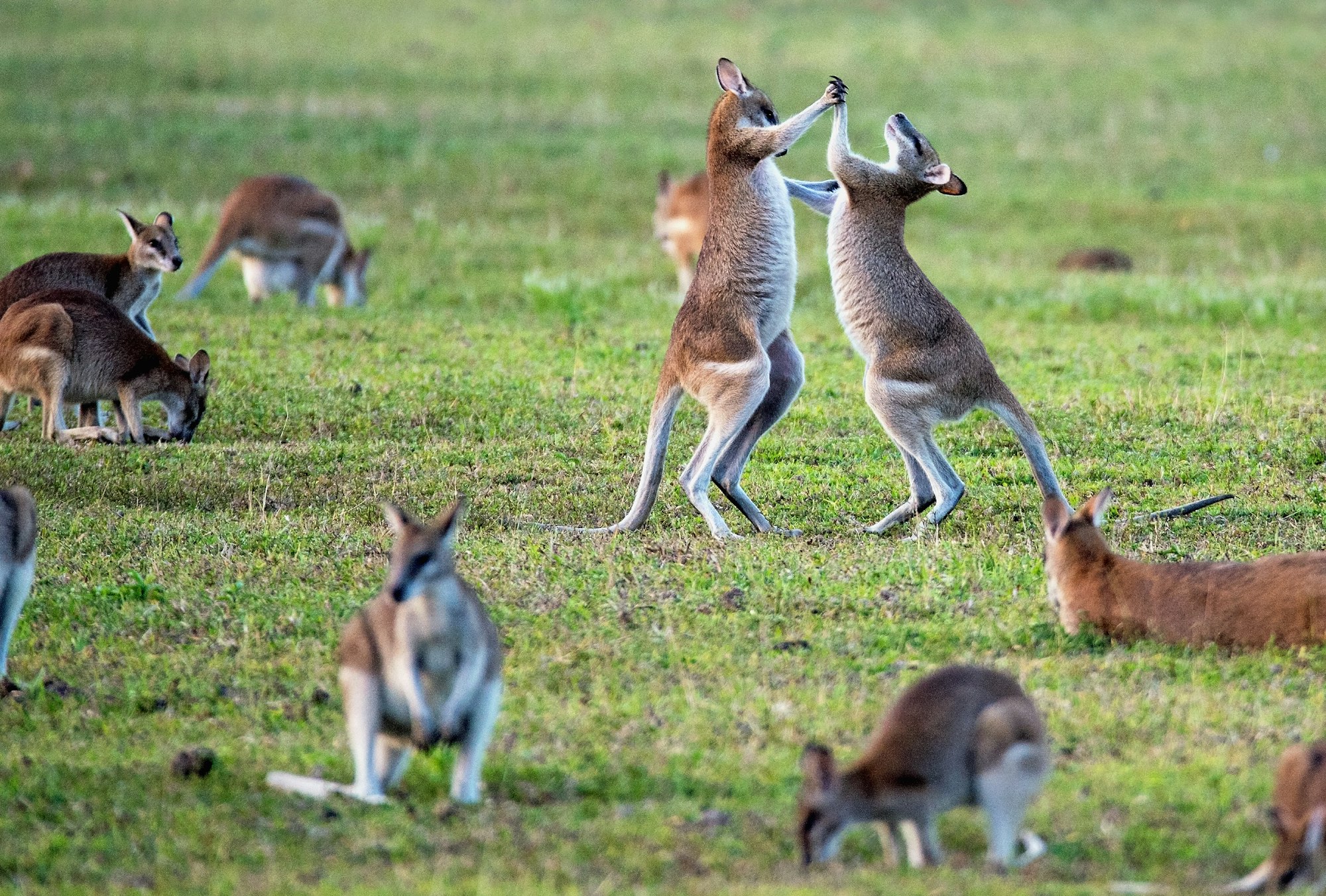 Australia's Social Media Ban: The Privacy Nightmare Hidden Behind "Child Protection"