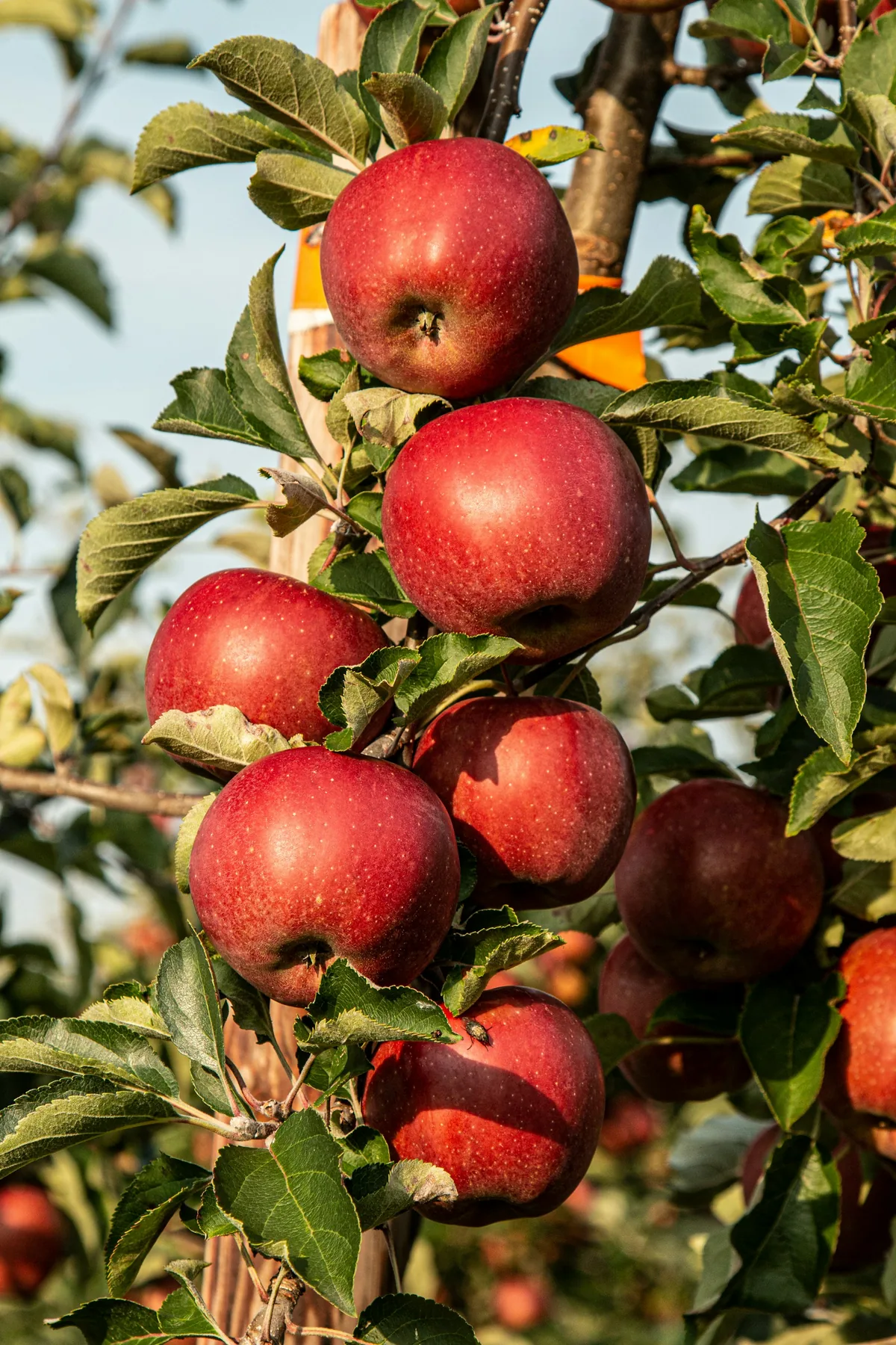 Understanding and Managing the 'NameDrop' Feature in Apple's iOS 17: A Law Enforcement Perspective